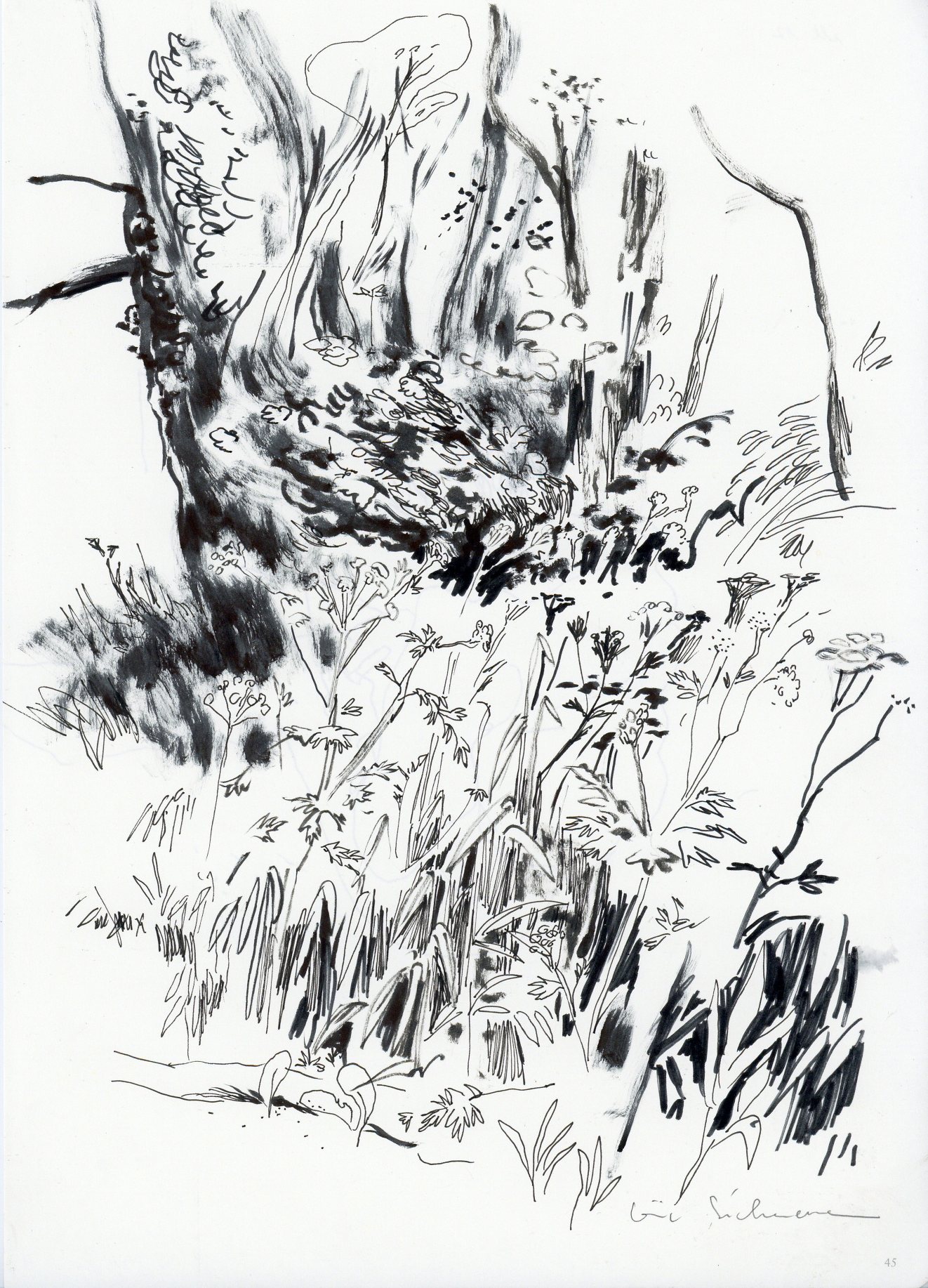 croquis nature